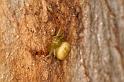 Diaea_pilula_D5540_D_89_Lake Broadwater_Australie